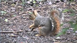 Sciurus niger