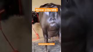 winner 22kg Milk #sale #buffalo #buffalovideo #dairy #shortvideo #shorts #shortsviral #trending