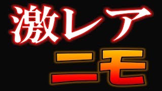 【ダイビング】激レア！日本ではあまりみられない希少クマノミ　～トウアカクマノミ～