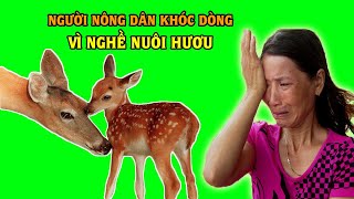 Hiệu Quả Từ Nghề Nuôi Hươu Như Thế Nào ? Kẻ Khóc Người Cười Vì Hươu Sao