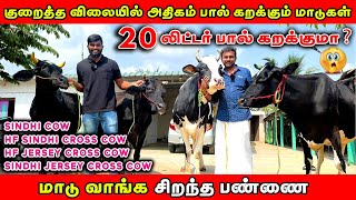 Low Budget Milking Cows For Sales |குறைத்த விலையில் தரமான மாடுகள் | பண்ணையில் இருந்து நேரடி விற்பனை