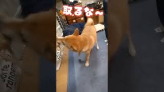 おもちゃブンブンの柴犬まいちゃん！