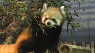 レッサーパンダ　サンちゃん　笹の葉を食べている様子です　【いしかわ動物園】Red panda Sun-chan Ishikawa Zoo