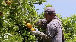 What’s on your citrus fruit? Trump’s EPA fights to keep controversial insecticide in use