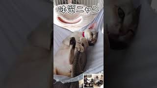 人懐っこい世界最小猫のシンガプーラがくつろぐと・・こうなります♪〜cat relaxation time〜#Shorts #cat #シンガプーラ