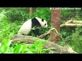 圓寶坐在棲架看點心，圓寶說：偶看不清楚呀～ 熊貓貓熊the giant panda yuan yuan and yuan bao 台北市立動物園