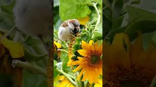 반가운 까치소리.자연의 소리 /Hearing the sound of magpies in the morning, sounds of nature, healing in nature