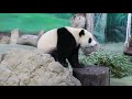 20210927 圓寶下架磨太久 點心不知入誰口 午餐 giant panda yuan yuan u0026 yuan bao