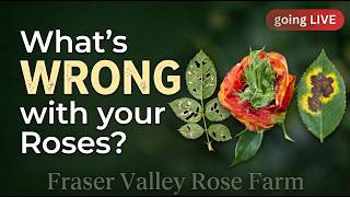 What's Wrong With Your Roses?