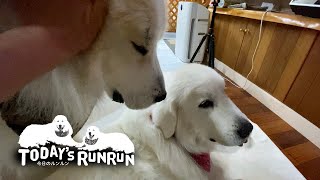 大好きなお母さんを取り合うルンルンとアランです　Great Pyrenees　グレートピレニーズ