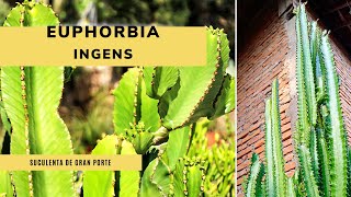 EUPHORBIA INGENS, una suculenta de gran porte y fácil cuidado 🌵​✂️​Jardinatis