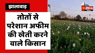 तोतों से परेशान अफीम की खेती करने वाले किसान | Jhalawar News