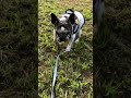 french bulldog chobo ラーメン食べて元気に今日も朝のパトロールだ‼︎ フレンチブルドッグ 14歳のわんこ 犬の散歩