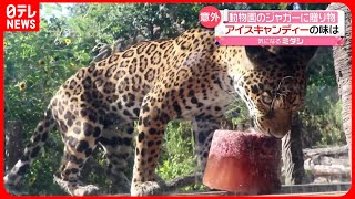 【お味は？】動物園のジャガーに冷たい贈り物　真っ赤なアイスキャンディー