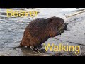 Beaver Walking Upright to Make a Scent Mound