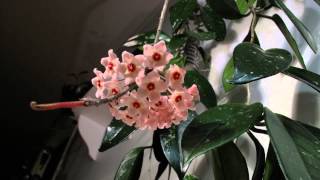 Hoya Carnosa Bloom - time lapse