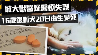 城大獸醫疑醫療失誤 16歲銀狐犬20日由生變死｜Channel C HK