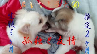 【捨て犬】〜名もなき子犬⑥〜もみじが家に来た時のこてつの孤独と友情