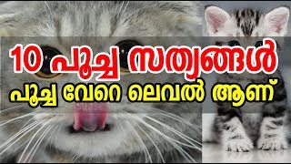 Top 10 facts about Cat | 10 പൂച്ച സത്യങ്ങള്‍