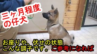 三ヶ月程度の仔犬　お座り、伏せ　教え方や考え方　一つの例