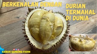 Review durian kanyao - durian termahal di dunia