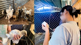 How to use KTG on Prahma and farm chickens ការ ប្រើប្រាស់ ថ្នាំ KTG លើកូនមាន់ ប្រាម៉ា