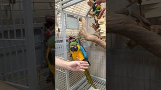 Getting a Macaw Out of the Cage Clinging to the Bars