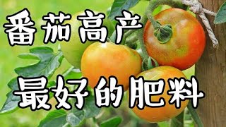 番茄西红柿最好的肥料-如何高产-开花养护-如何掐枝