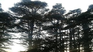 The Cedar Trees of Lebanon