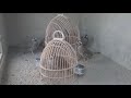 maskati cross chakor partridge six months old video in quetta pakistan 2018