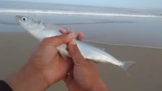 Berkley Gulp BLOODY Worms VS Camo Worms Surf Fishing!