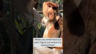 The Most Unique Animal in the World #primate #animals #shorts