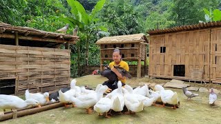 为了圈养小鸭，女人在大山里徒手建造了一处圈舍，太牛了