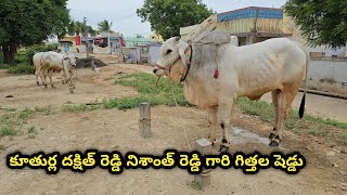 కూతుర్ల దక్షిత్ రెడ్డి గారు నిశాంత్ రెడ్డి గారి గిత్తల షెడ్డు || అక్కల్ రెడ్డిపల్లె గ్రామం గిద్దలూరు