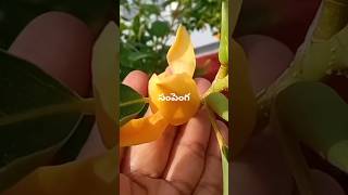 Simhachalam Sampenga #sampenga#flowers #shortsyoutube #ytshorts