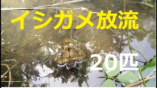 2021年4月30日★二ホンイシガメ放流第１陣（20匹)【亀庭残30匹】★⇒亀庭の50匹のうち、♂8匹と♀12匹を放流しました。最初は余計な心配もしたけど、やっぱり自然が一番似合う!!