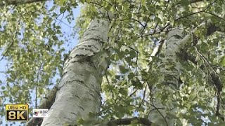 8k - HDR - Nature Birch Tree Biss Zen Meditation and Relaxing Sounds