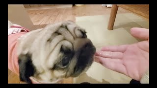 飼い主と久しぶり？に再会し嬉しさと欲を抑えきれないパグ犬ぷぅPug