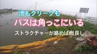 【バス釣り】角っこ大事っス、クリークも野池も。佐賀クリーク釣行【佐賀県バス釣り】