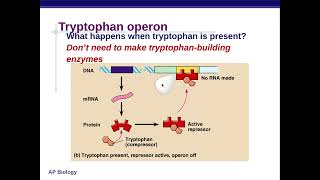 AP Bio 6.1 Part 1 Prokaryotic Gene Expression