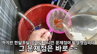 냉동브라인 그냥 어항물에 퍼지도록 급여하면 안되는 이유를 알아봅시다