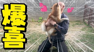 久々に仕事に行ったパパが帰宅すると何年振りの再会かのように大喜びする柴犬