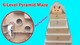 My Funny Pet Hamster in 6-Level Pyramid Maze | Life Of Hamster