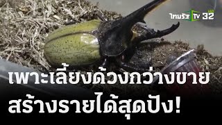 เกษตรทำเงิน : เพาะเลี้ยงด้วงกว่างขาย สร้างรายได้ดี  | 07 ต.ค. 66 | ตะลอนข่าวสุดสัปดาห์