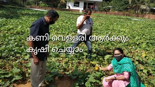 വെള്ളരി ആർക്കും കൃഷി ചെയ്യാം | Tips in Cucumber Cultivation