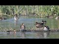 baikal teal india’s rarest winter visitor ft. sultanpur national park gurugram