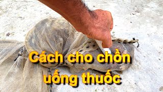 Cách cho chồn hương uống thuốc trị tiêu chảy cực dễ và rất hiệu quả.