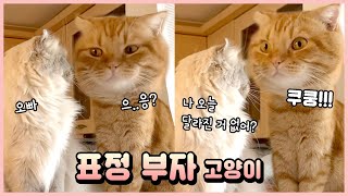 (ENG) 표정 부자 고양이 베니 / 베니 가족 브이로그 (Vlog) [베니패밀리]