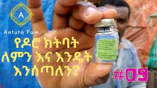 የዶሮ ክትባት ለምን እና እንዴት እንሰጣለን? ፡ ኩኩሉኩ ፡ አንቱታ ፋም