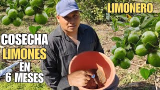 Haz que tu LIMONERO de FRUTOS en menos de 6 meses 🍋